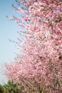 Pink blossom tree tops     